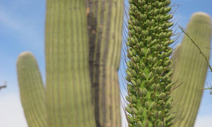 Tucson House | Private Southwest Adobe Oasis near the Tucson Mountains