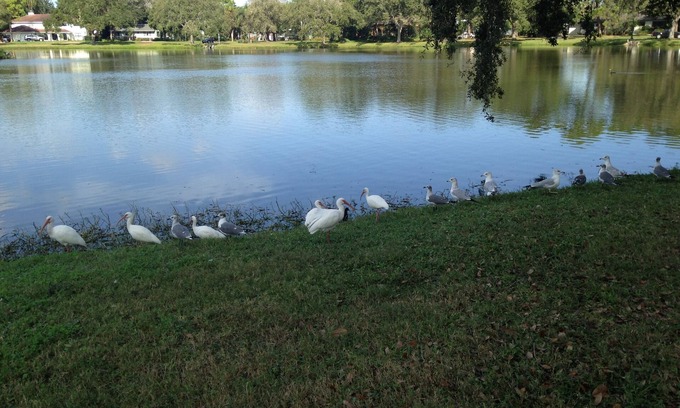 St. Petersburg - Clearwater Cottage | Private Tropical Studio Cottage - Ideal for 1 for work or play