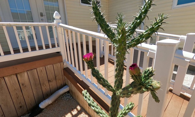 Long Neck House | RANCH WITH CACTUSES weekly and monthly rentals up to 35% OFFn+No linen fee