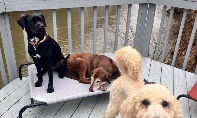 Ellijay Cabin | RiverFront/Fenced/LOVEDogs/KingBeds/Sauna/Steam