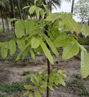 Vedasandur House | Royal Grande Farm Stay
