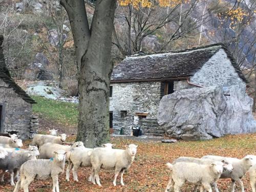 Gordevio House | Rustico Gin Avegno Torbecc, Vallemaggia, Tessin,