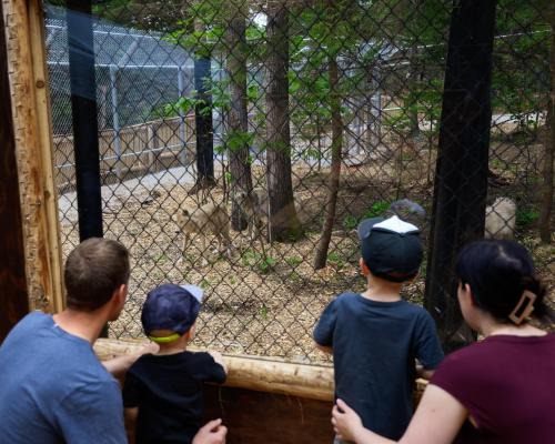 Sainte-Apolline-de-Patton Other | Sanctuaire de loups LUPO - Wolf Sanctuary LUPO