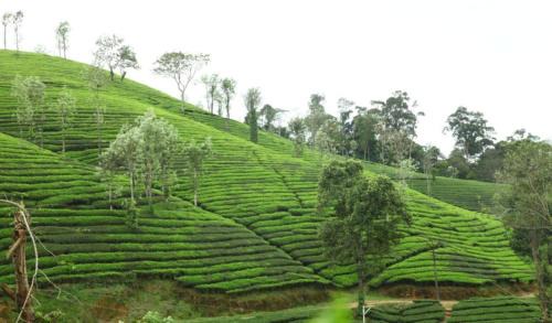 Valparai House | SHALOM HOME STAY valparai