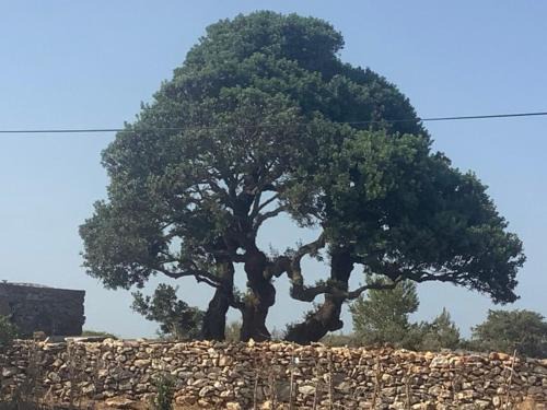 Kithira House | Skinos