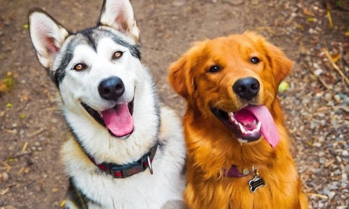 Rutland House | Spacious Top Floor Suite Hosted By 2 Lovely Puppies