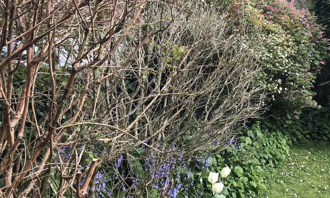 Egloshayle Bed & Breakfast | Spring Gardens B&B