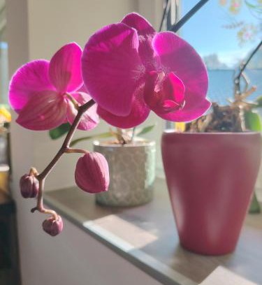 Bad Ischl Apartment | Suite Orchidee - SalzkammerNest
