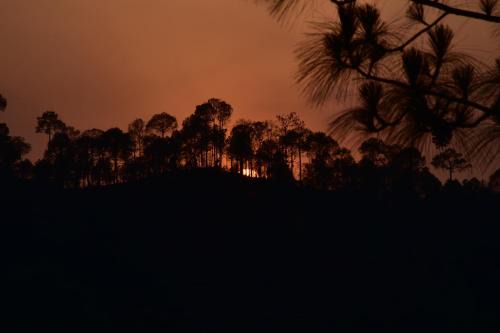 Kumarhatti Apartment | Sunset View Forest Vibes Kasauli by Splendid Hotels