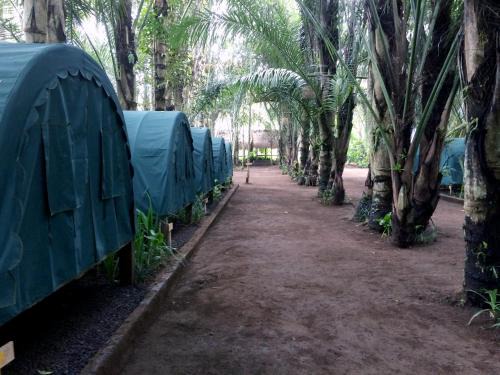 Taro Other | Tegal Dukuh Camp