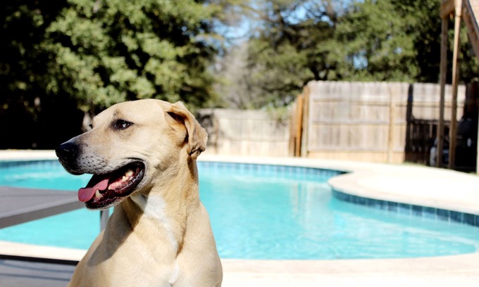Waco House | Texas Evergreen Oasis WACO/Silos/Baylor: Pool, Spa, PingPong, Pets on 1/3 acre