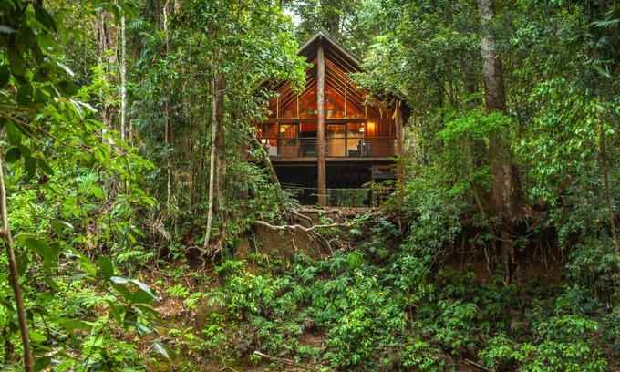 Tarzali Cabin | The Canopy Rainforest Treehouses & Wildlife Sanctuary