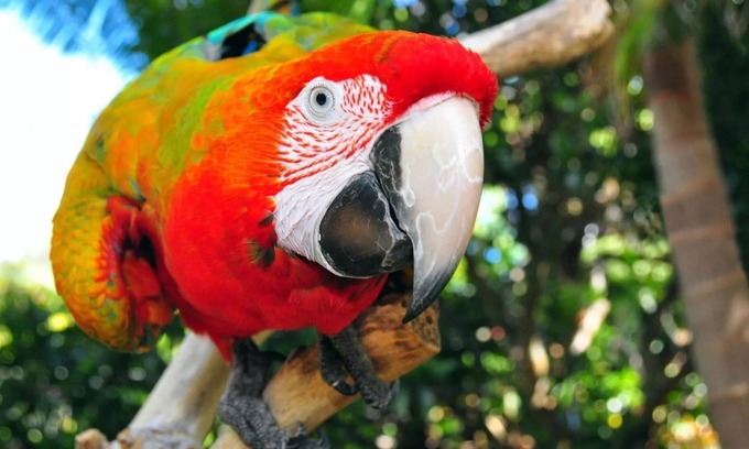 Kerikeri Apartment | The Parrot Place - The Parrots Nest