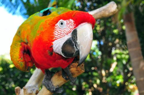 Kerikeri Apartment | The Parrot Place - The Parrots Nest
