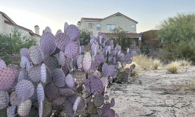 Oro Valley House | TheDesertOasis@ #LambertPark:4BD,Mountain Views,Gym,HOA Pool&Spa,PoolTable,CottonBedding
