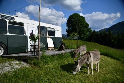 Donnersbach Cabin | Tiny House Feeling mit Weitblick