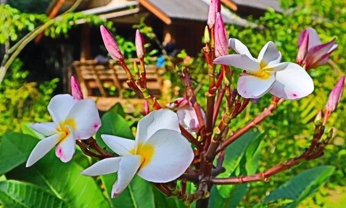 Phanom House | Toh Tao Homestay Camping