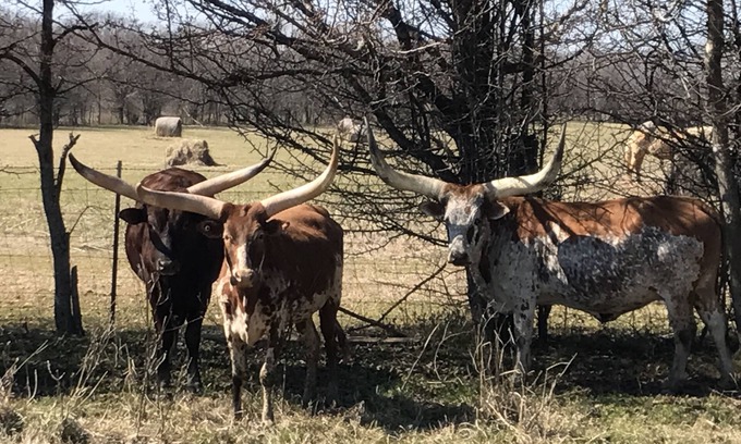 Montgomery Other | Two bedroom, two bathroom house on an African cattle farm on the Alabama River.