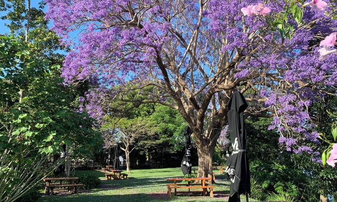 Ulmarra Hotel | Ulmarra Hotel