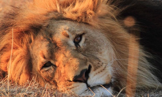 Ladysmith Cabin | Umzolozolo Private Safari Lodge & Spa