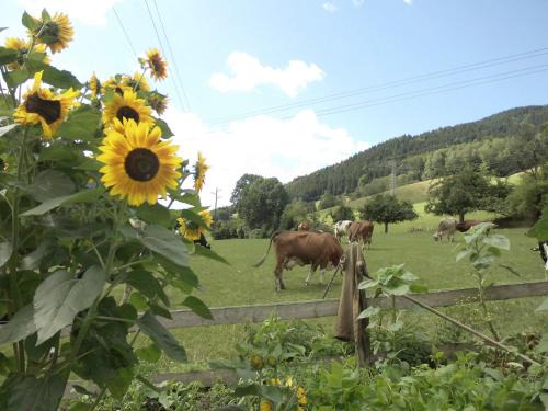 Elzach Apartment | Urlaub auf dem Hänslehof