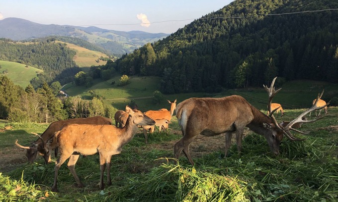 Mittelheubronn Apartment | Vacations in the Black Forest at Belchen