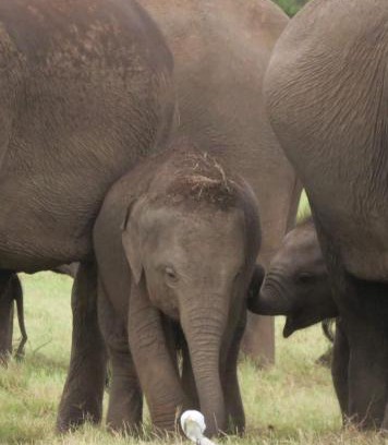 Habarana House | Winmi Resort