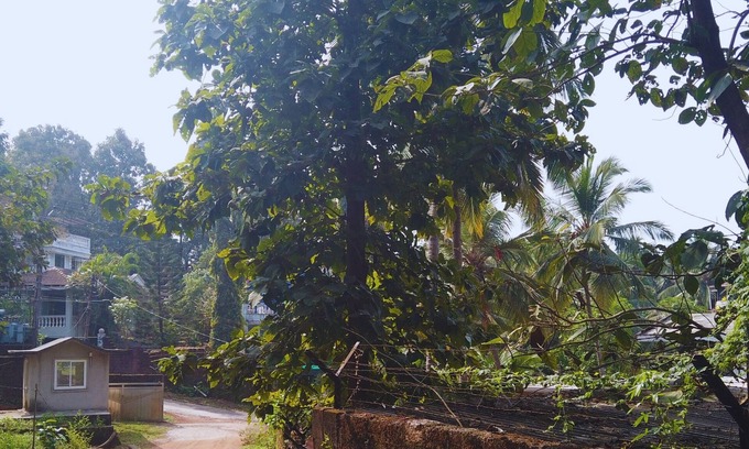 Bogmolo Apartment | Yago's Hideout - Tranquil Apartment near Bogmalo, Goa
