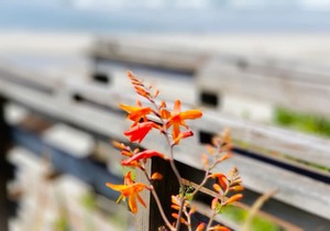 Nye Beach Condos & Cottages