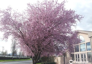 Best Western Plus Mill Creek Inn