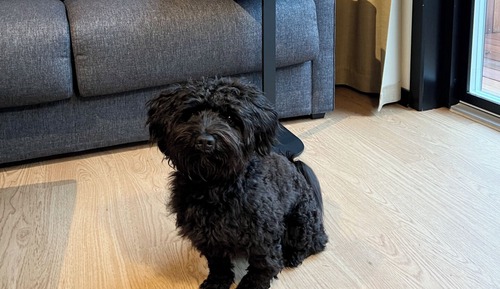 Standard Double Pet Friendly