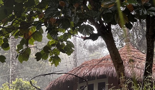 Natural Hut