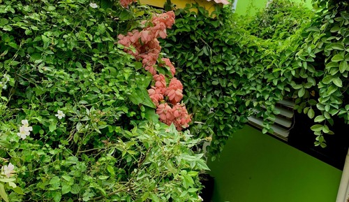 Panoramic Tree House