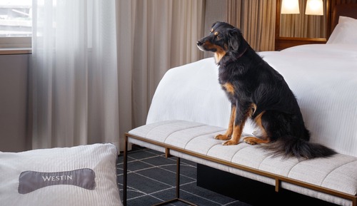 Deluxe Room, 1 King Bed