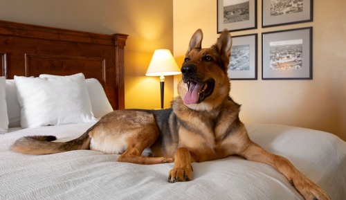 Standard Room, 1 King Bed, Non Smoking, Refrigerator & Microwave (Pet Friendly)