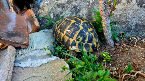 One-Bedroom Apartment with Garden