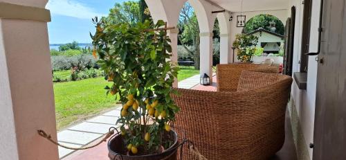 King Room with Garden View