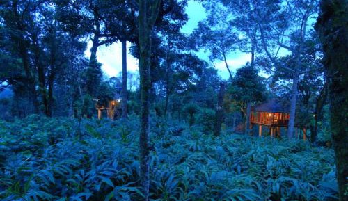 Tree House