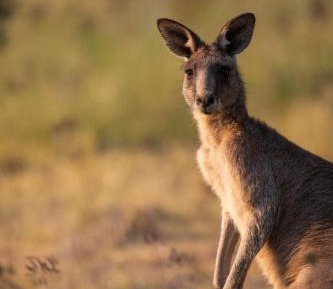 Two-Bedroom Cottage with Mountain View (6 Adults)
