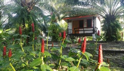 Queen Room with Garden View
