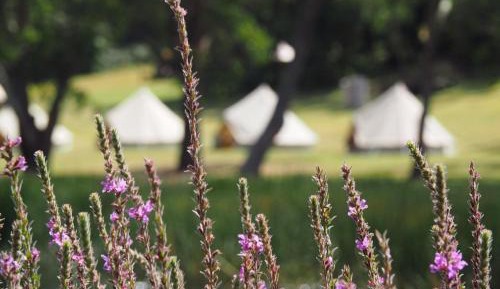 Glamping Tent