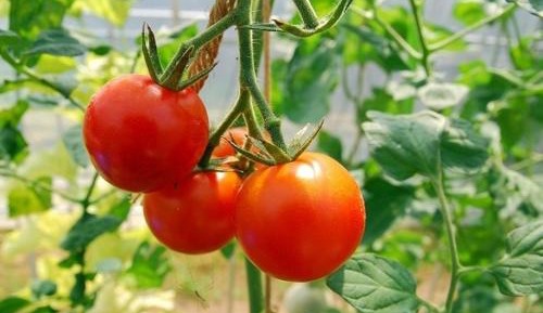 Japanese-Style Triple Room with Shared Bathroom