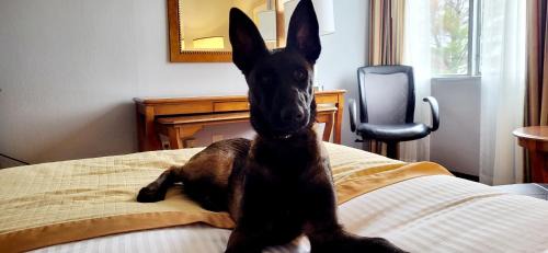 Dog Friendly King Bed Non-Smoking