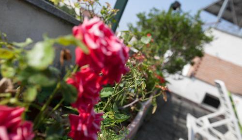 Superior Double Room with Terrace