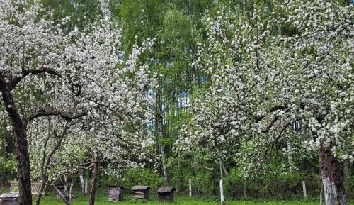 Apartment - Split Level