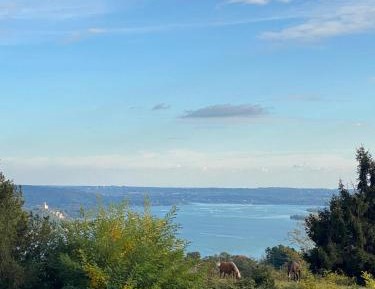 One-Bedroom Superior Apartment