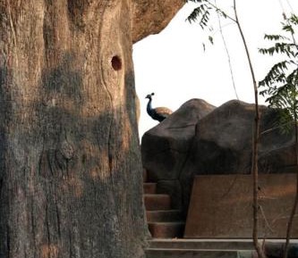Tree House