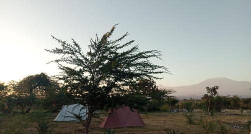 Ready camping tent for 2 people