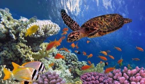 Junior Three-room Villa With Balcony - 197 ft² (5 Adults)