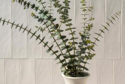 Deluxe Guestroom w/Sofabed